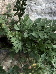 Asplenium ruta-muraria