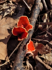 Sarcoscypha austriaca