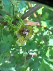 Oxycarenus hyalinipennis