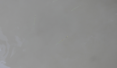 Zenarchopterus buffonis