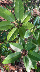 Heptapleurum actinophyllum