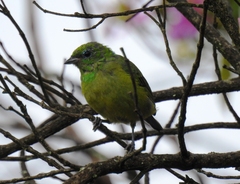 Chlorophonia cyanea