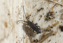 Pogonognathellus longicornis