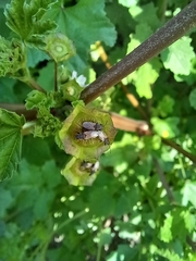 Oxycarenus hyalinipennis