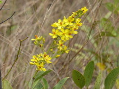 Ouratea floribunda