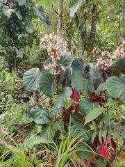 Begonia cucullata