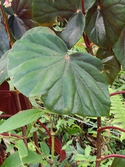 Begonia cucullata