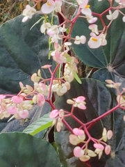 Begonia cucullata