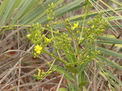 Ouratea floribunda