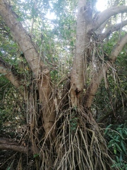 Bravaisia integerrima