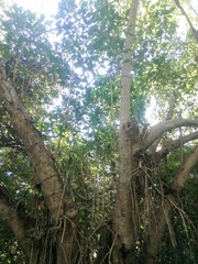 Bravaisia integerrima