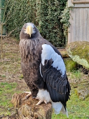 Haliaeetus pelagicus