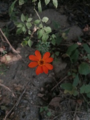 Adenophyllum aurantium