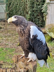 Haliaeetus pelagicus