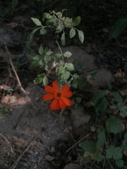 Adenophyllum aurantium