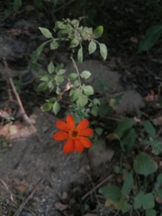 Adenophyllum aurantium