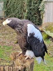 Haliaeetus pelagicus