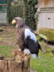 Haliaeetus pelagicus