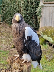 Haliaeetus pelagicus