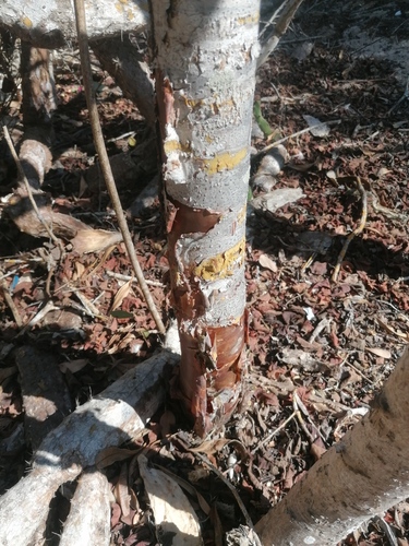 Bursera schlechtendalii (Bursera schlechtendalii)