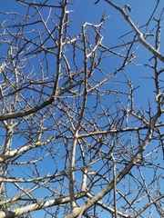 Bursera schlechtendalii