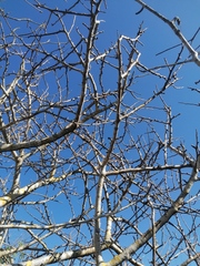 Bursera schlechtendalii