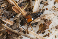 Tachyporus hypnorum