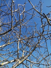 Bursera schlechtendalii