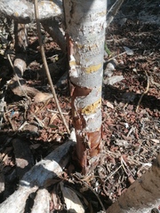 Bursera schlechtendalii
