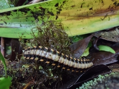 Nyssodesmus python
