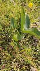 Himantoglossum robertianum