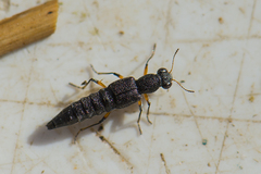 Stenus cicindeloides