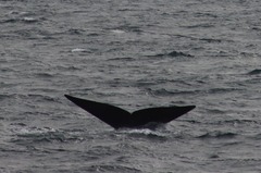 Eubalaena glacialis