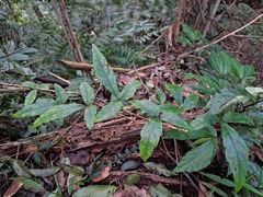 Tetrastigma hemsleyanum