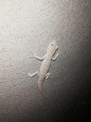 Mediodactylus russowii