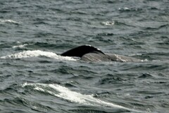 Eubalaena glacialis