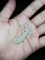 Mediodactylus russowii