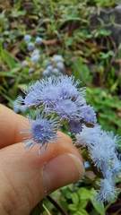 Ageratum
