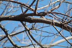 Polioptila albiloris