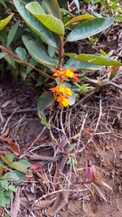 Epidendrum radicans image