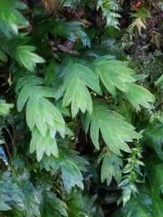 Fissidens