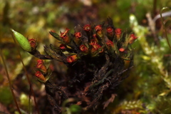 Schistidium crassipilum