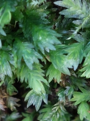 Fissidens