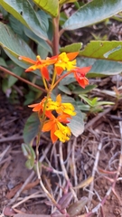 Epidendrum radicans