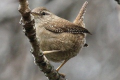 Troglodytes troglodytes