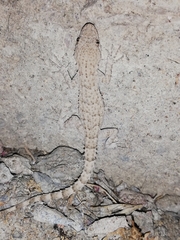 Mediodactylus russowii