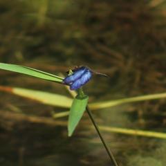 Zenithoptera lanei