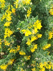 Genista monspessulana