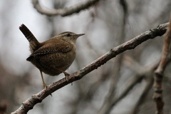 Troglodytes troglodytes