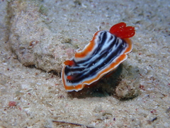 Chromodoris magnifica